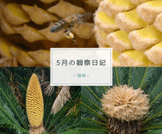 5月の観察日記（植物）