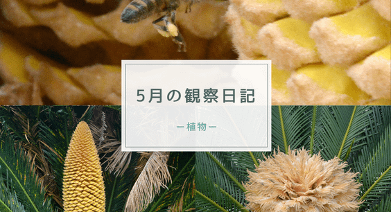 5月の観察日記（植物）