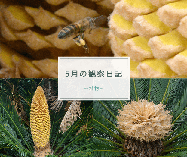 5月の観察日記(植物)