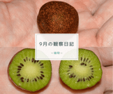9月の観察日記（植物）