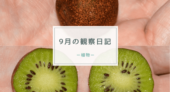 9月の観察日記（植物）