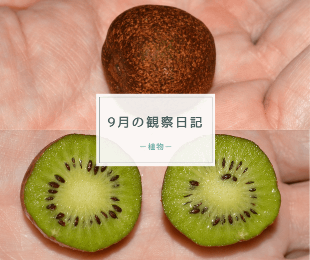 9月の観察日記（植物）