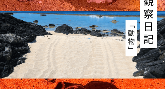 9月の観察日記「動物」