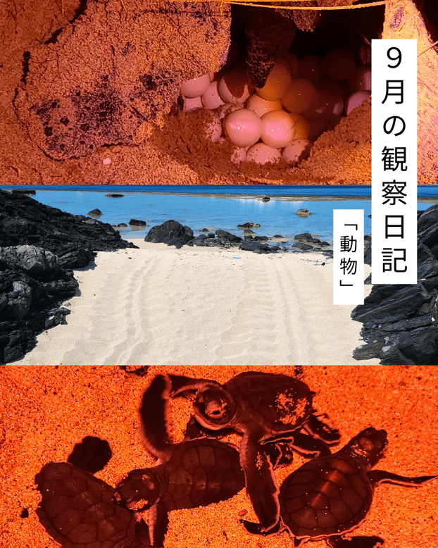 9月の観察日記「動物」
