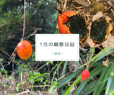 １月の観察日記「植物」