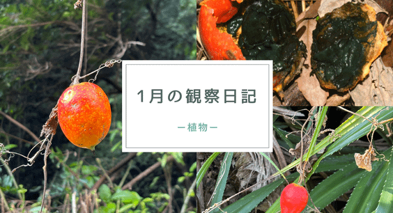 1月の観察日記「植物」