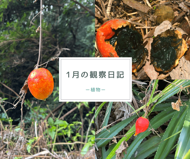 1月の観察日記「植物」