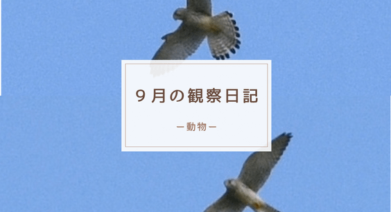 9月の観察日記（動物）