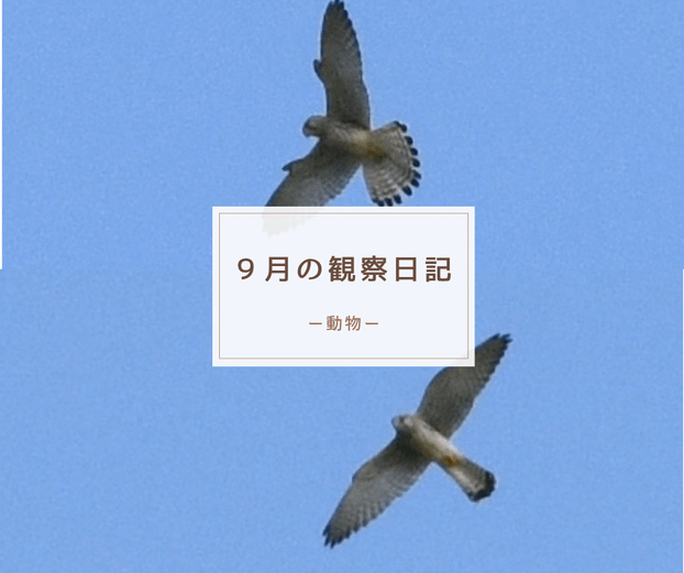 9月の観察日記（動物）