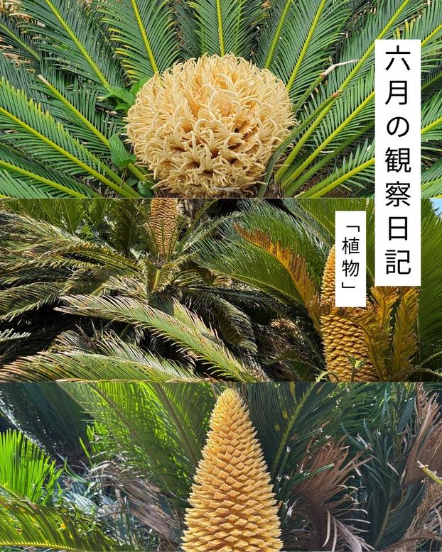 6月の観察日記「植物」