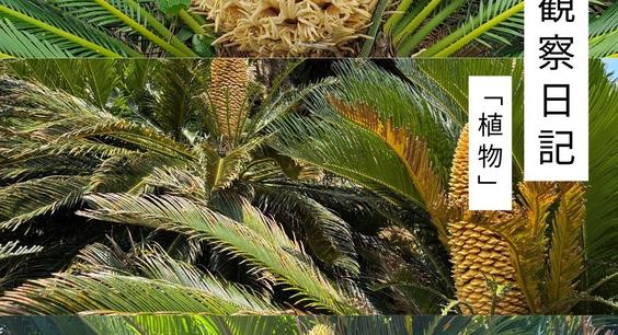 6月の観察日記「植物」