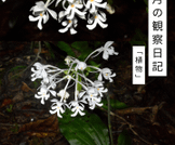 ９月の観察日記「植物」