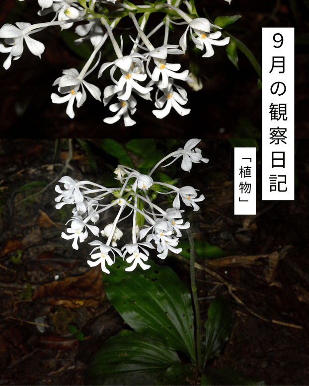９月の観察日記「植物」