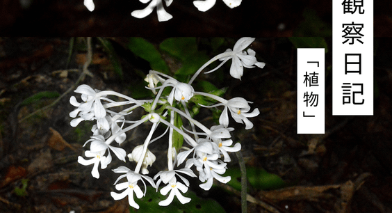 9月の観察日記「植物」