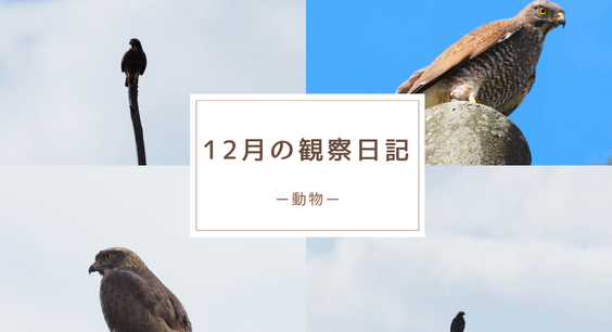 12月の観察日記「動物」