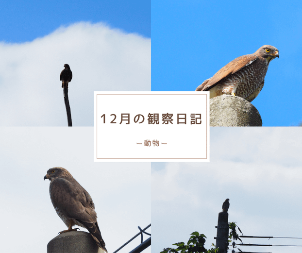 12月の観察日記「動物」