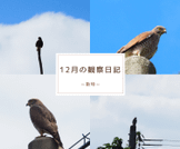 12月の観察日記「動物」