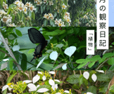 五月の観察日記「植物」