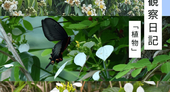 五月の観察日記「植物」