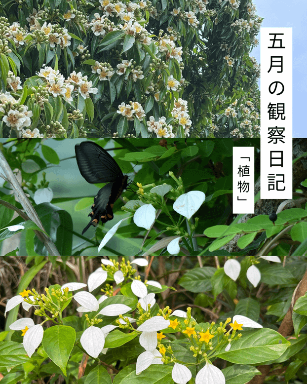 五月の観察日記「植物」