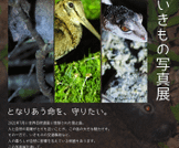「奄美のいきもの写真展」開催！