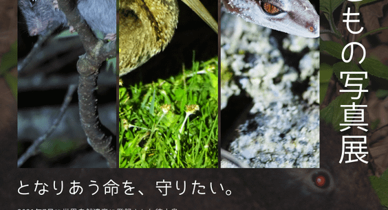 「奄美のいきもの写真展」開催!