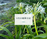 8月の観察日記（植物）