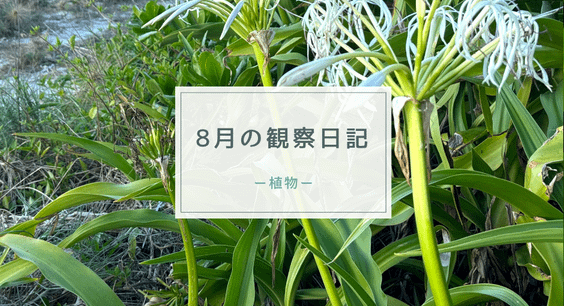 8月の観察日記（植物）