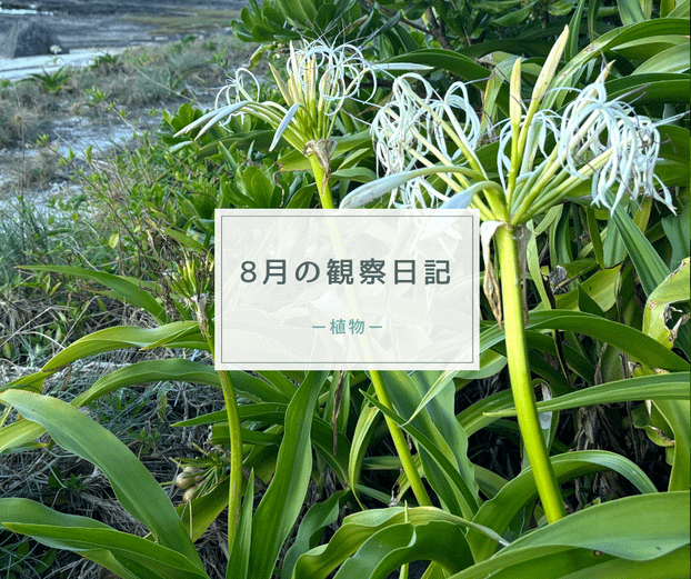 8月の観察日記（植物）