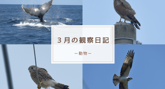 ３月の観察日記（動物）