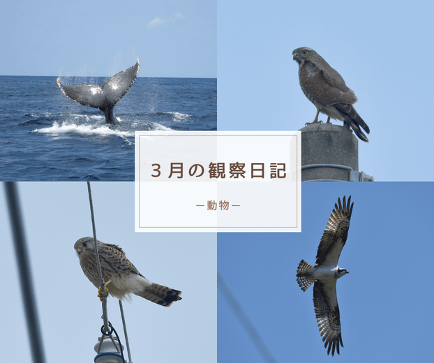 ３月の観察日記（動物）