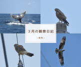 3月の観察日記(動物)