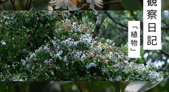 四月の観察日記「植物」