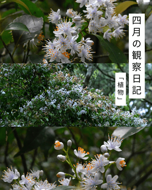 四月の観察日記「植物」
