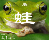 企画展「蛙」開催のお知らせ