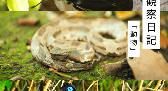 8月の観察日記「動物」