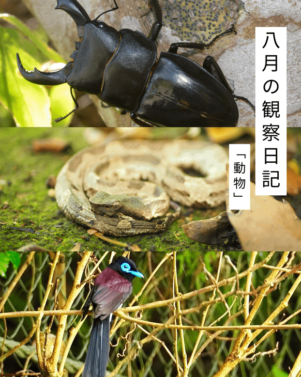 8月の観察日記「動物」