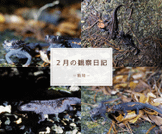 2月の観察日記「動物」