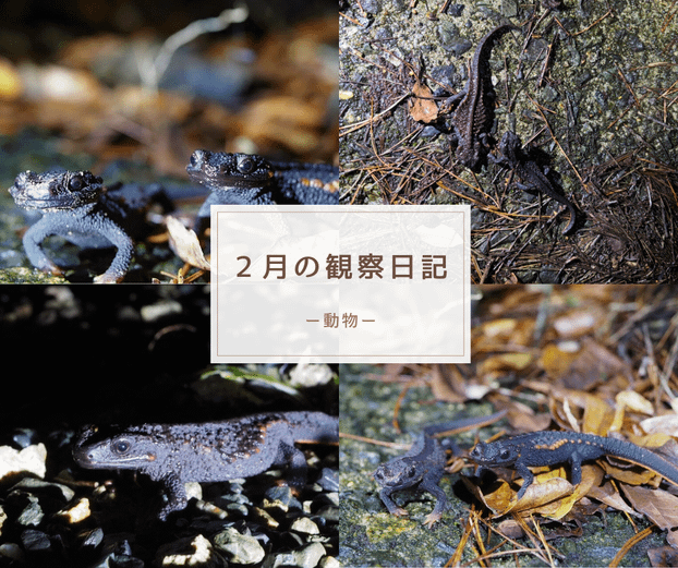 2月の観察日記「動物」