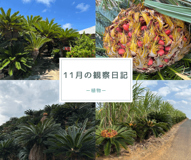 11月の観察日記「植物」