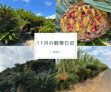 11月の観察日記「植物」