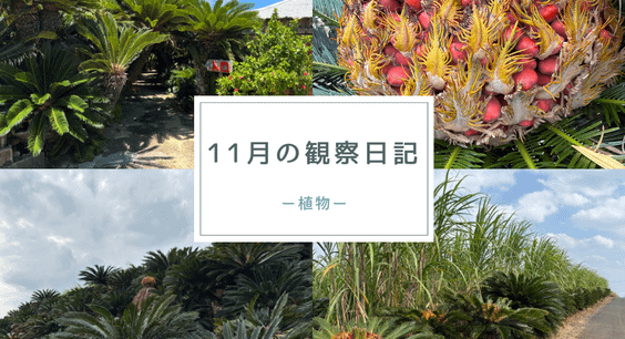11月の観察日記「植物」