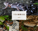 ７月の観察日記（動物）
