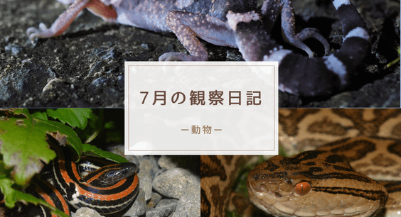 ７月の観察日記（動物）