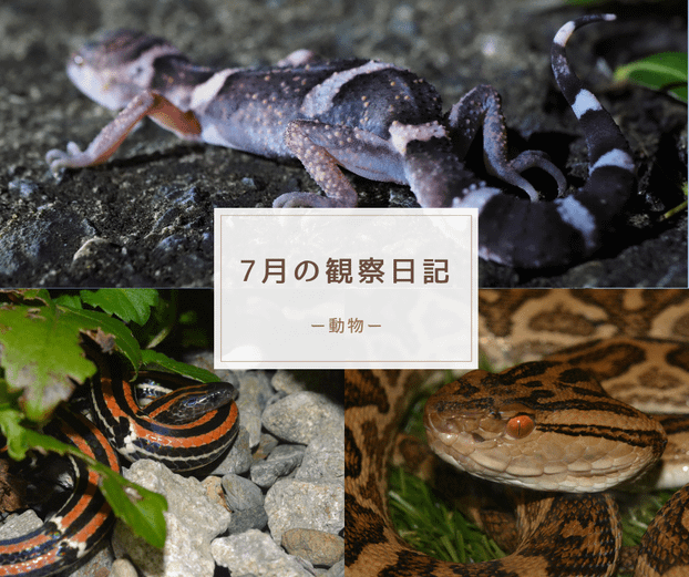 ７月の観察日記（動物）