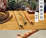 8月の観察日記「植物」