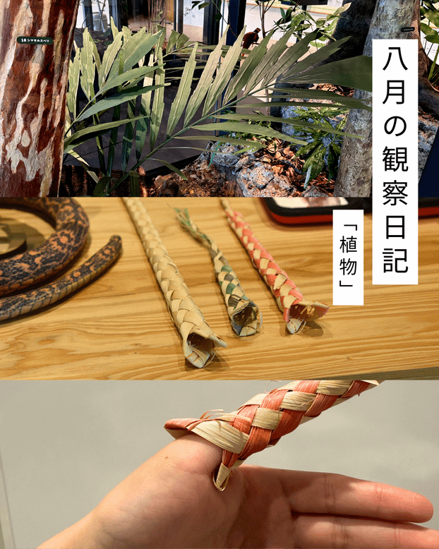 8月の観察日記「植物」