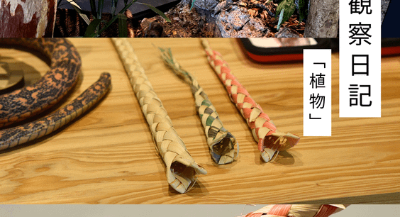 8月の観察日記「植物」