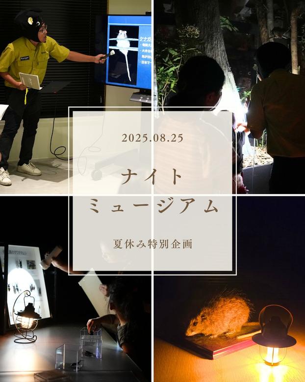 夏休み特別企画「ナイトミュージアム」を開催しました。