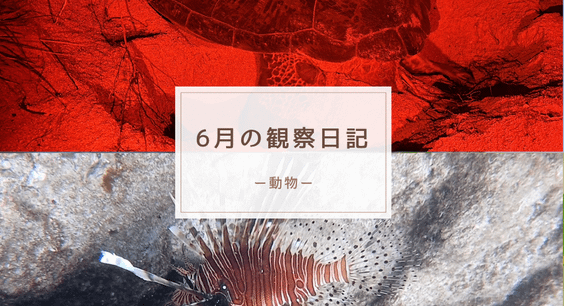 ６月の観察日記（動物）